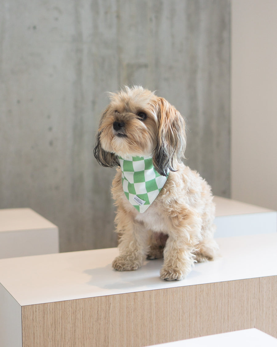 Pastel Green Checkerboard Dog Bandana